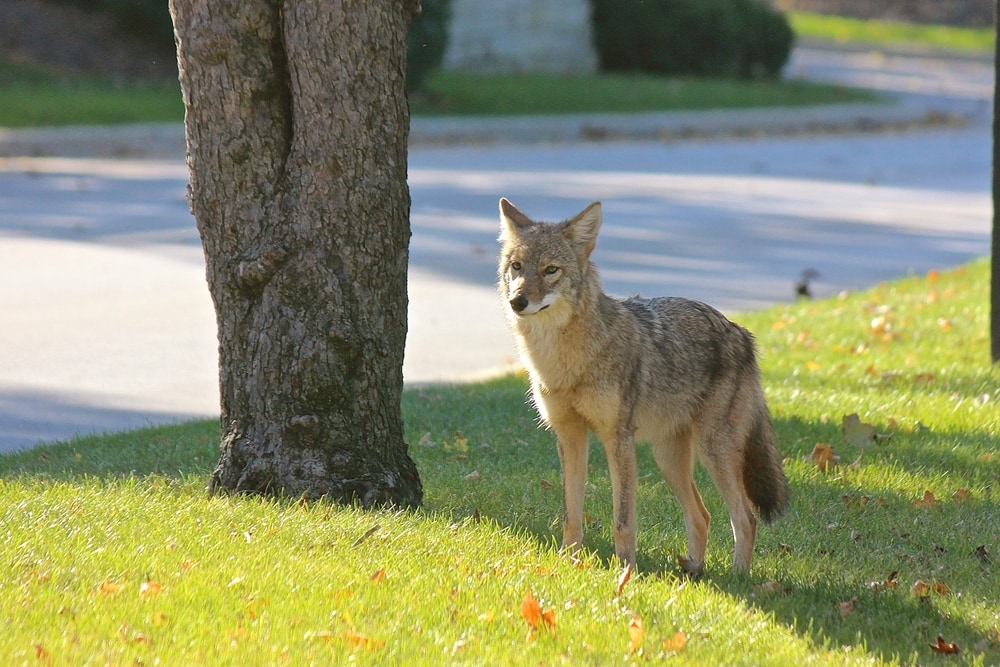 a coyote standing on a lawn