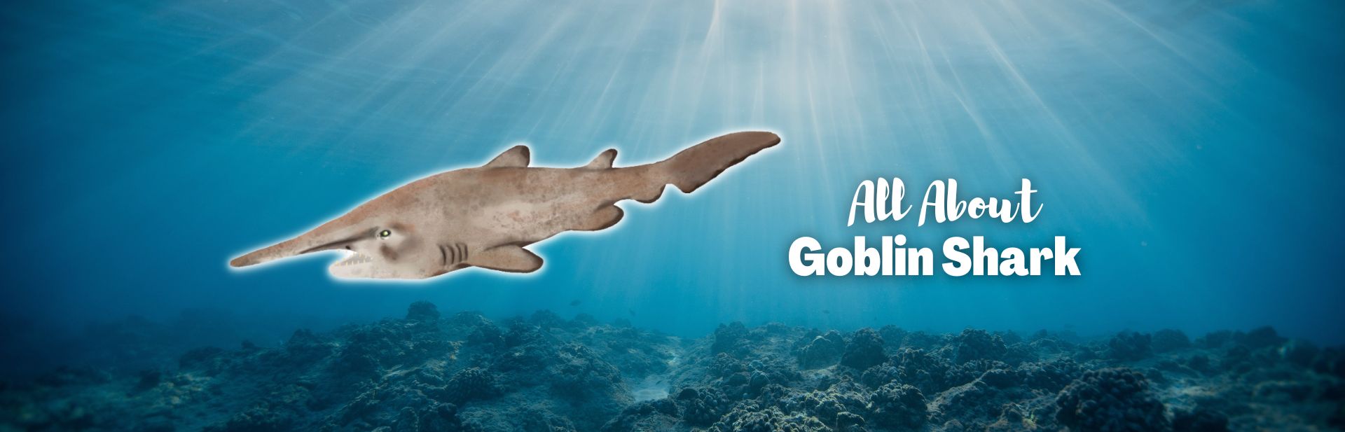 goblin shark featured image