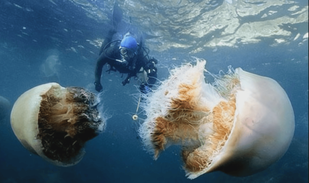 a diver in  between two nomura jellyfish