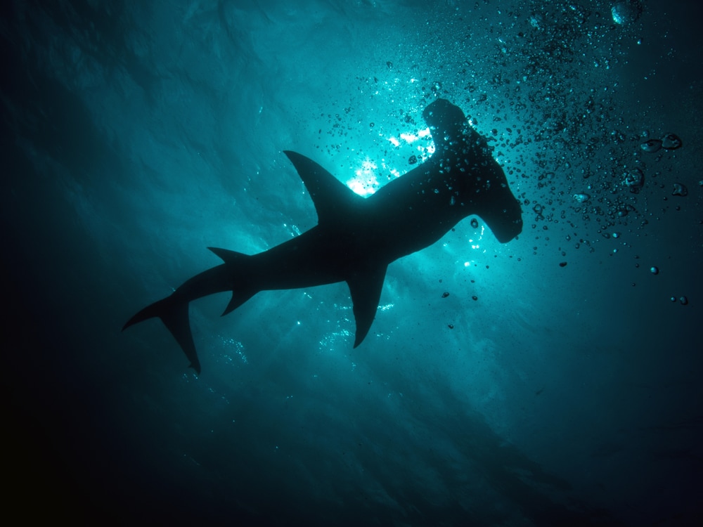 Scalloped Hammerheads with bubbles surrounding it