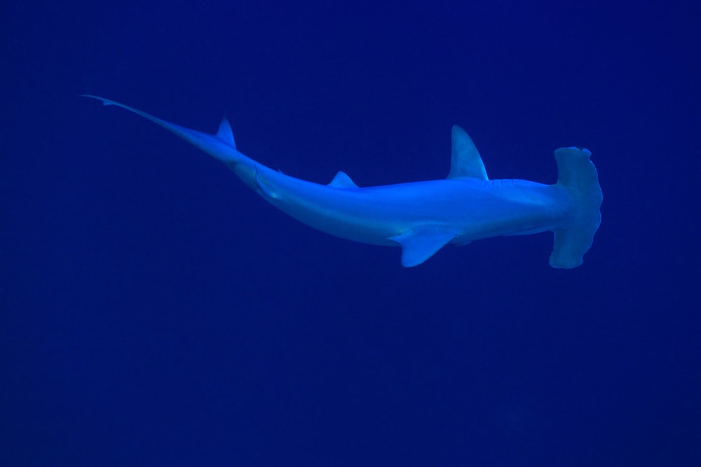 Scalloped Hammerheads along in the deep blue waters