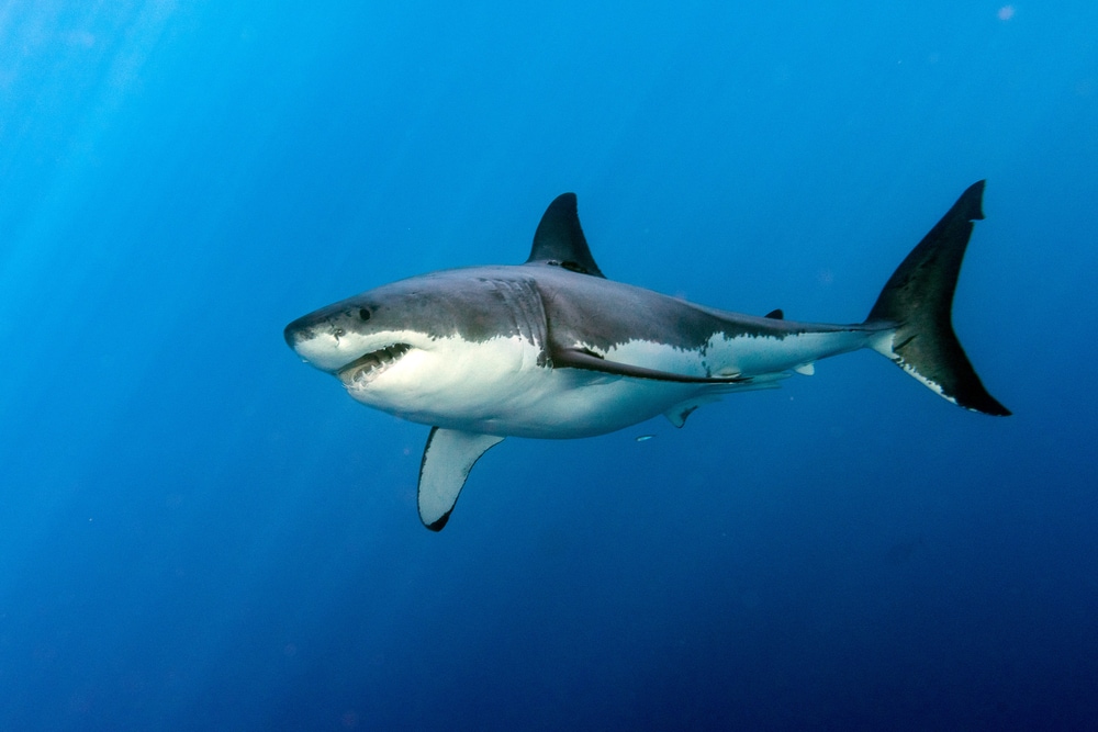 Great white shark alone in blue waters with sunlight