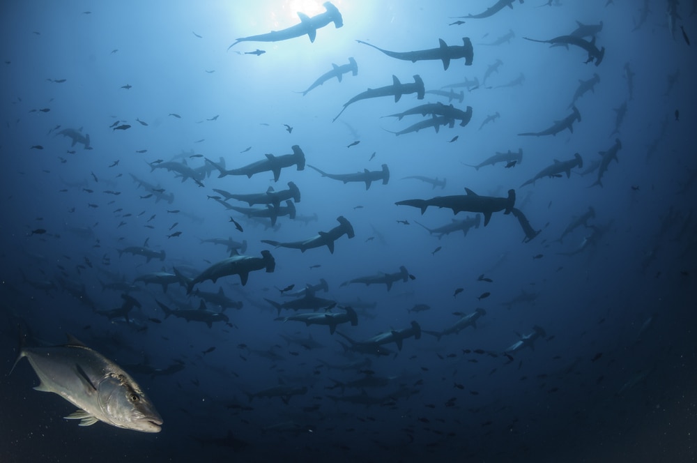 Lots of Scalloped Hammerhead swimming in the deep ocean