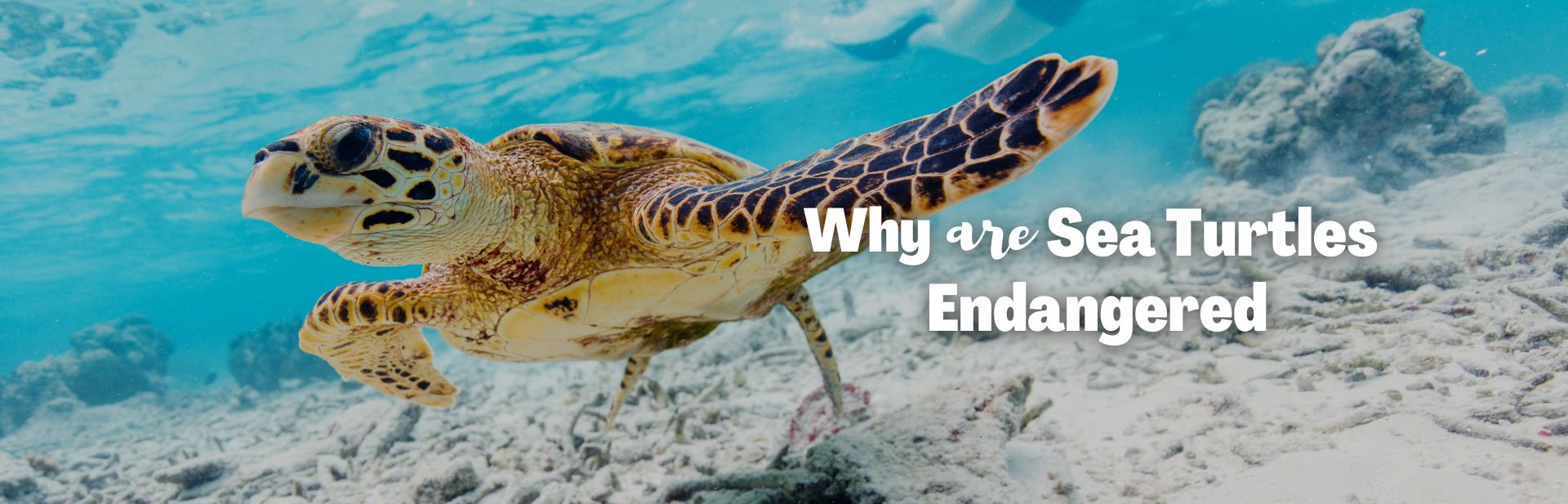 why are sea turtles endangered featured image