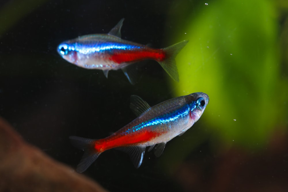 Neon Tetra (Paracheirodon innesi) swimming on an aquarium