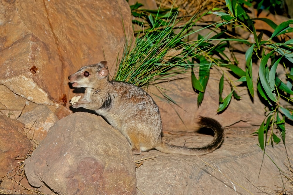 Nabarlek (Petrogale concinna) giving a food to the rock