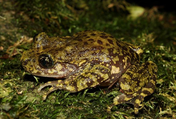 Natal Ghost Frog (Hadromophryne natalensis) sitting on a grass