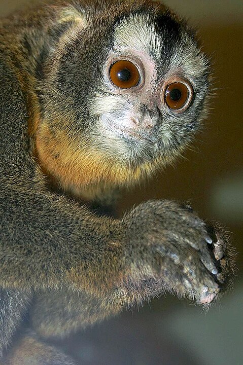 Northern Night Monkey (Aotus trivirgatus) on the side of a camera