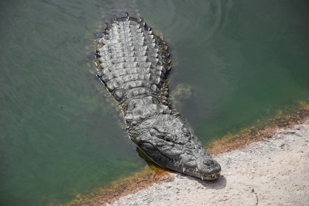 Nile crocodile crawling up to the surface of the river