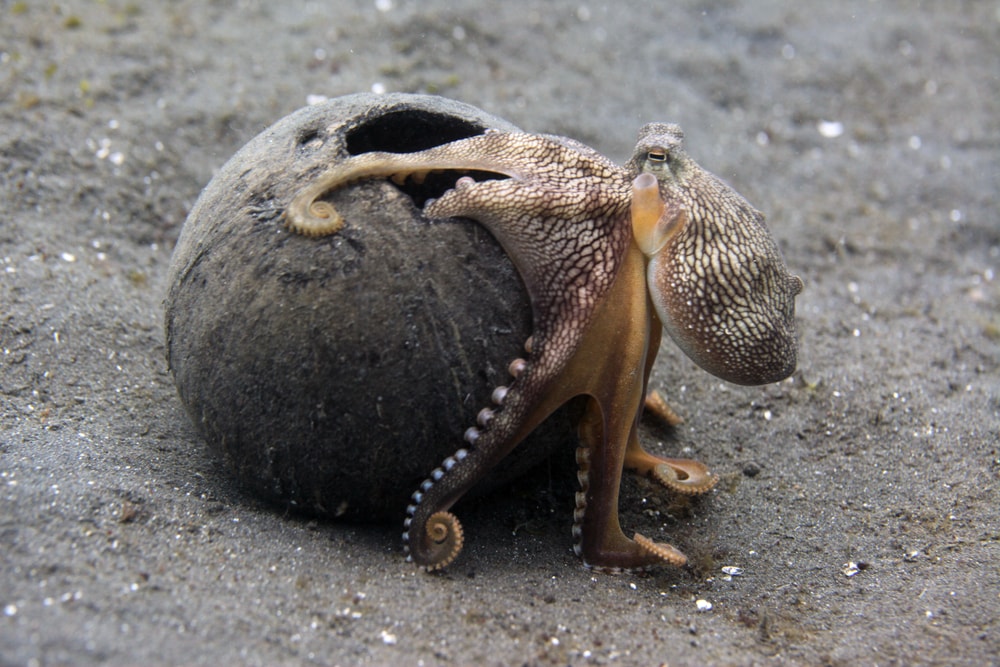 a coconut octopus in a coconut shell