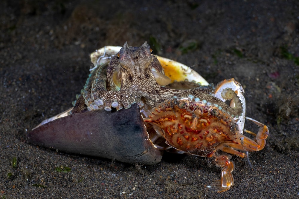 a coconut octopus eating a crab