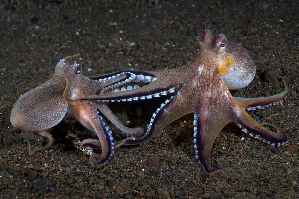 a pair of coconut octopus
