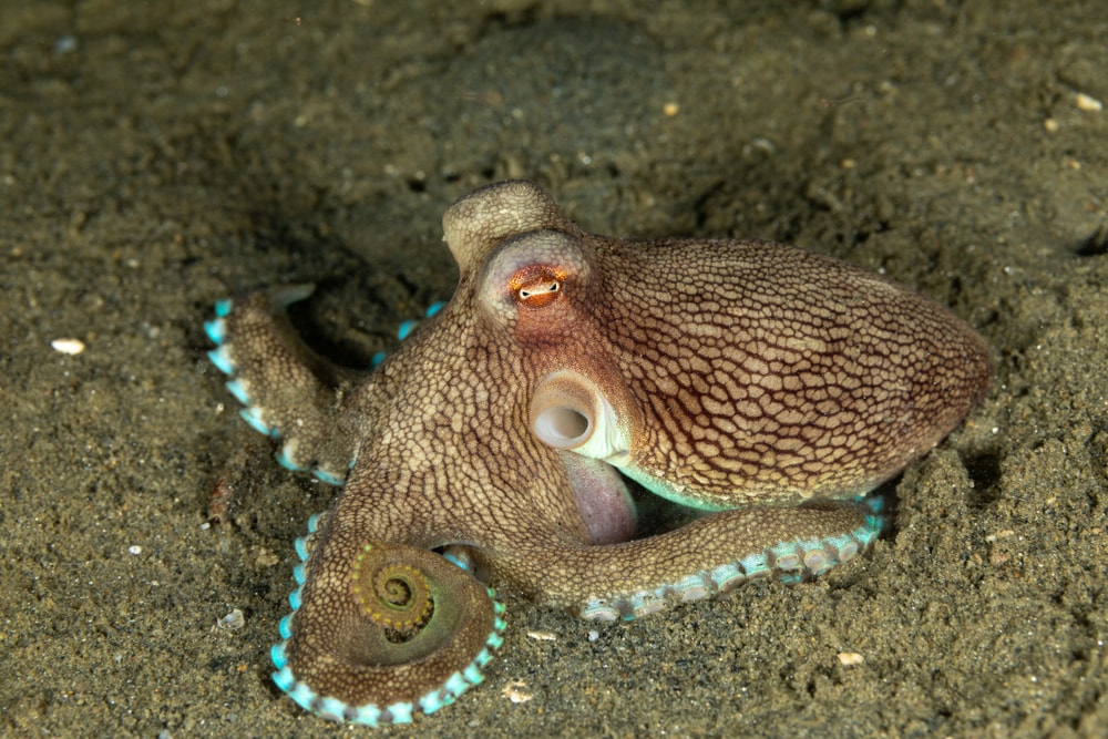 a coconut octopus lying on the ocean floor