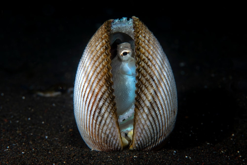 a coconut octopus hiding inside a shell