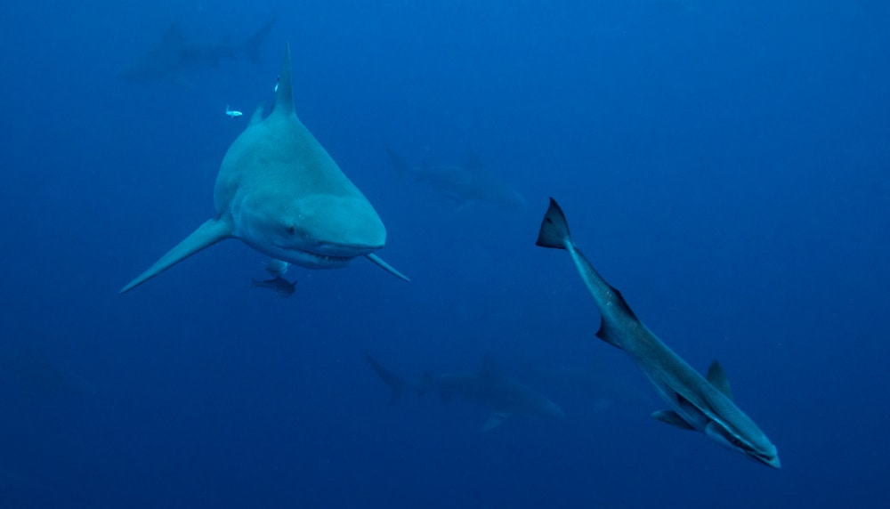 a bull shark underwater