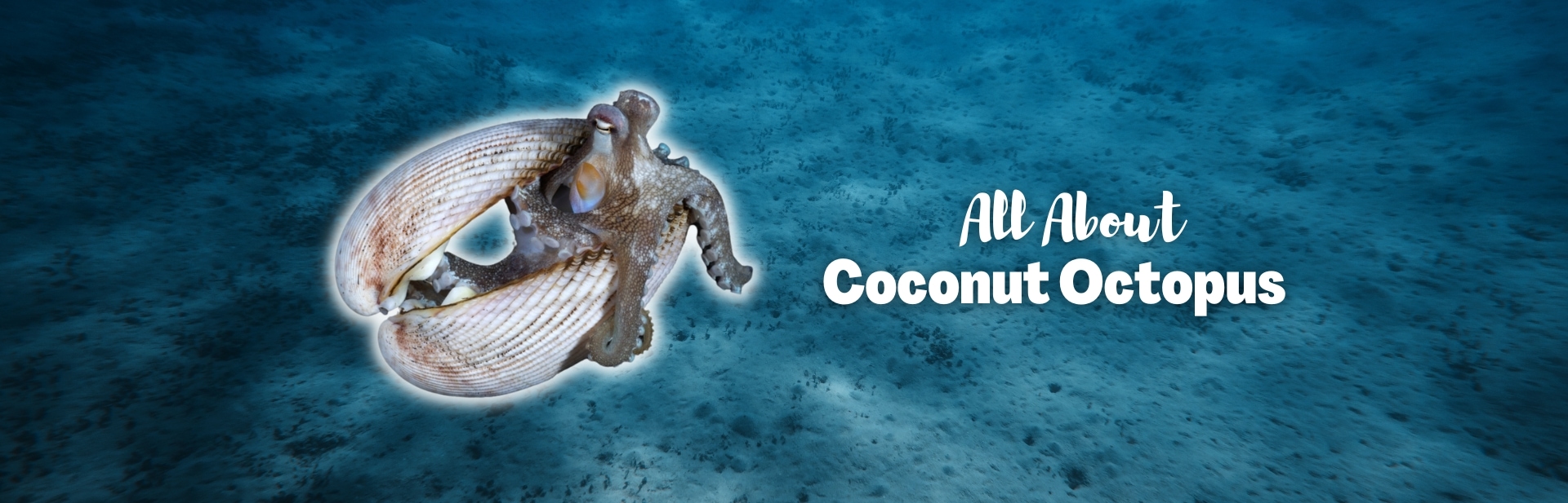 coconut octopus featured image