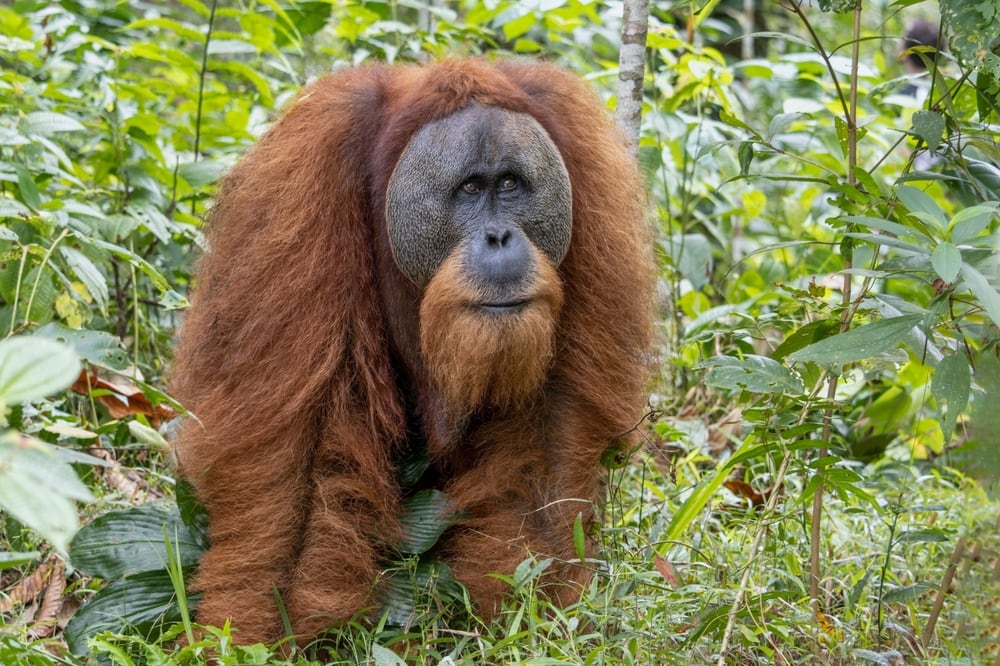 Tapanuli Orangutan standing in the middle of the plants
