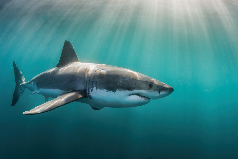 a Great white shark underwater