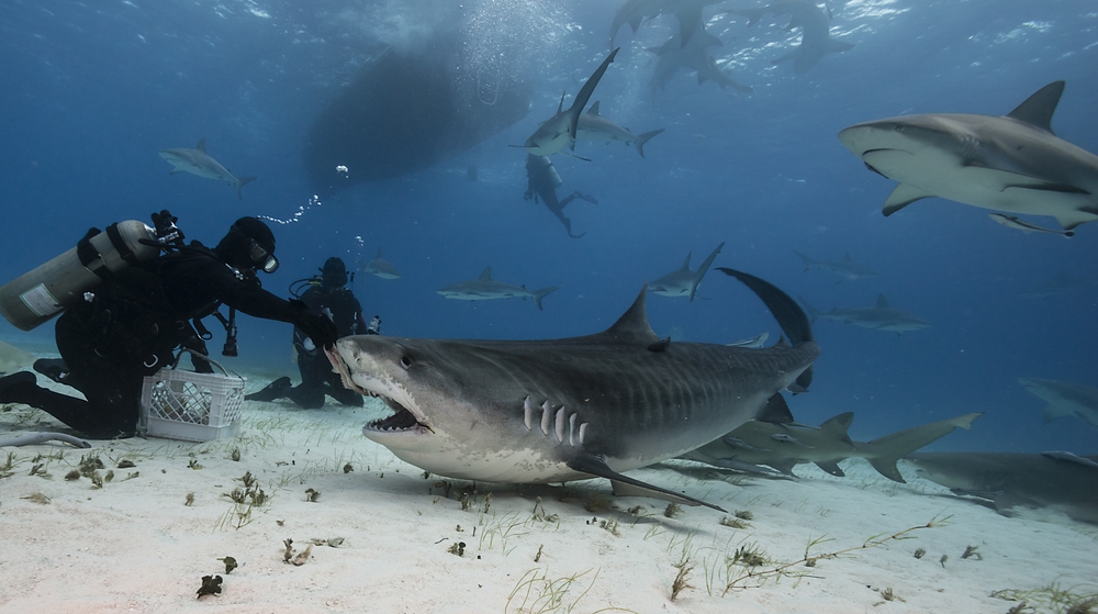 a diver about to feed a tiger shark