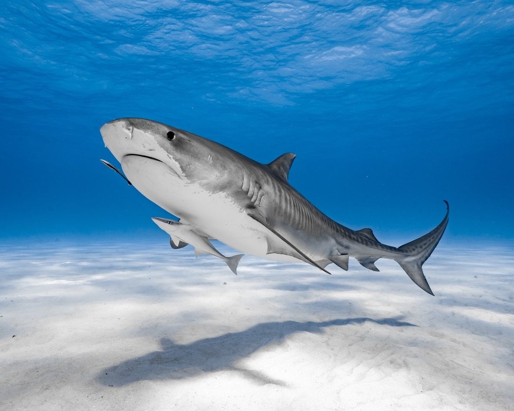 full body shot of a tiger shark
