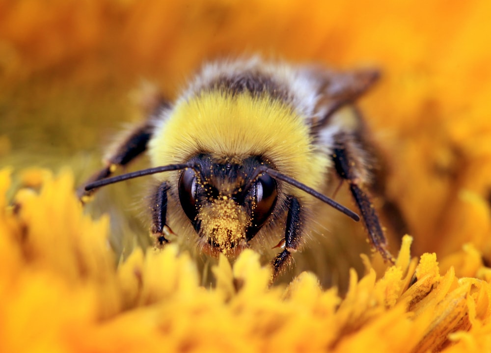 close up of a face of a bumblebee covered in pollen