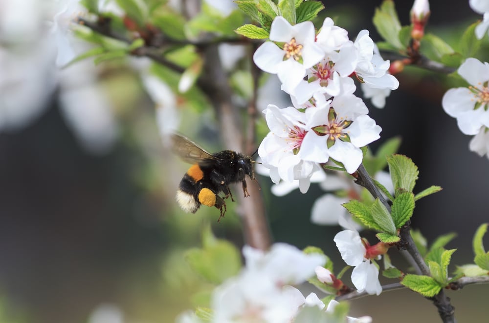 a bumblebee  going to an apple tree flower