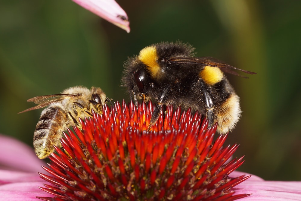 a honey bee and a bumblebee on a flower