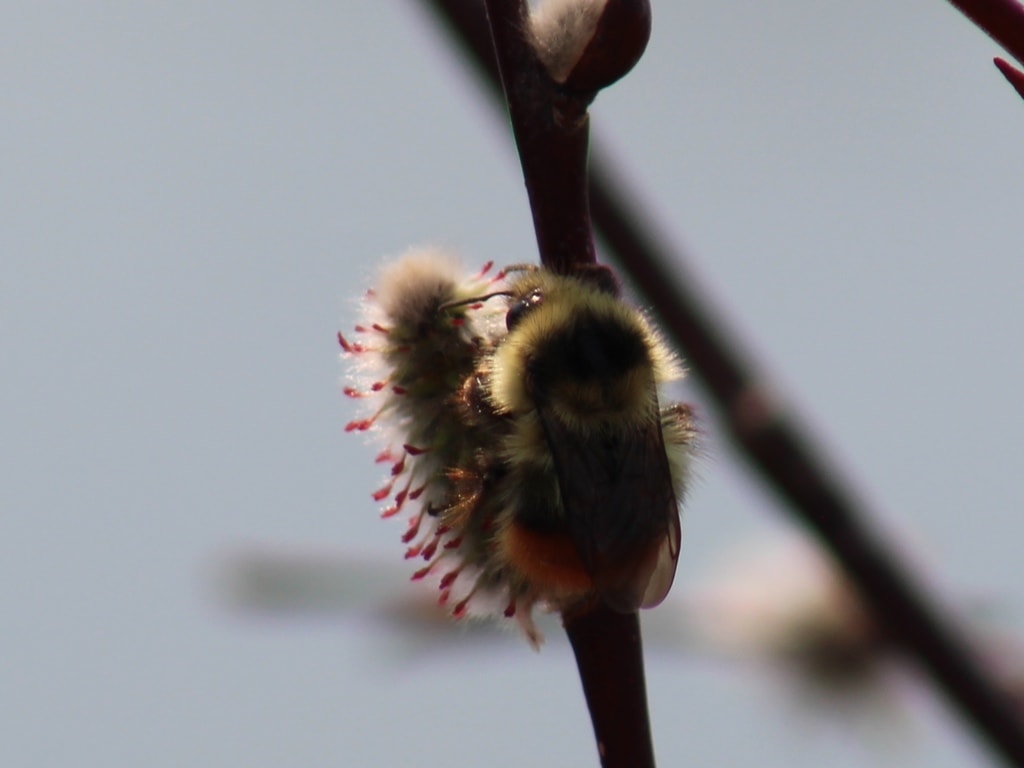 image of an arctic bumblebee on a plant