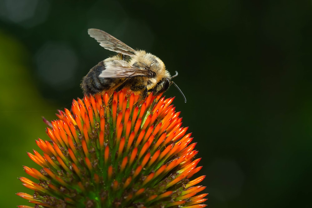 A Brown-belted Bumble Bee is collecting nectar from a Purple Coneflower.