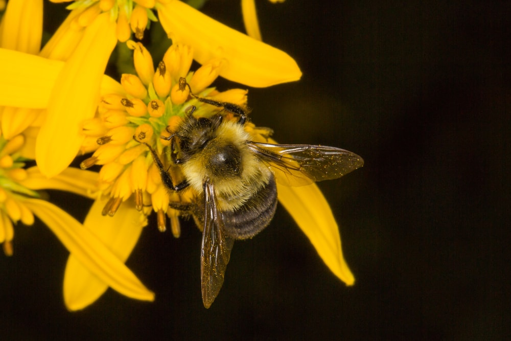 a common eastern bumblebee on a yellow flower