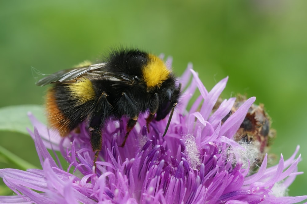 an Early Bumble-bee on purple knapweed