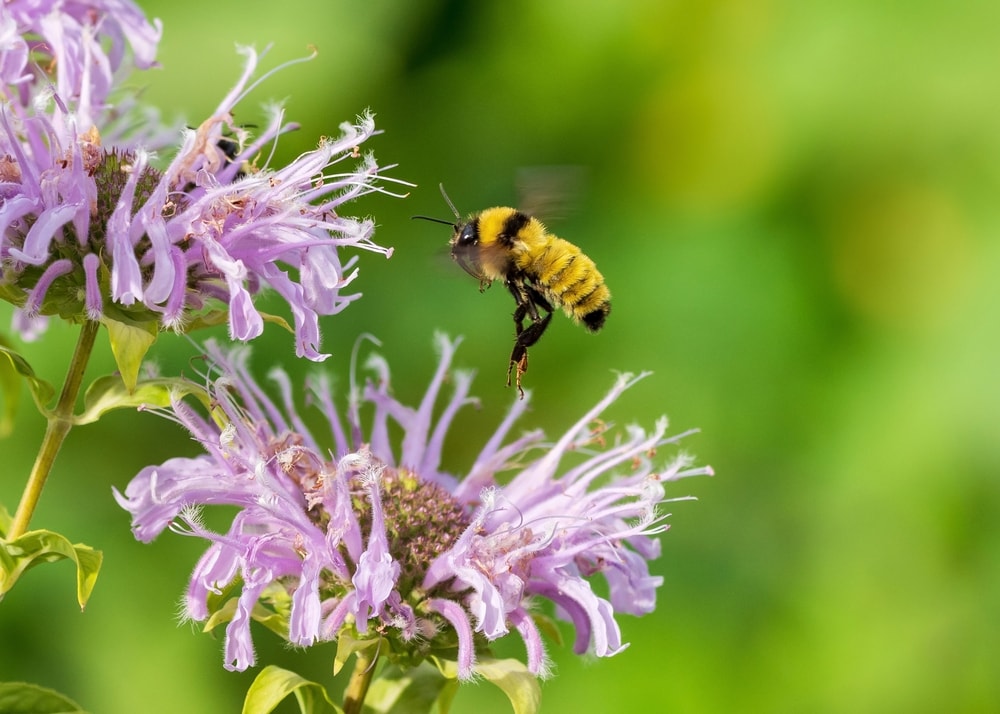 a Northern amber bumblebee flying over a pink flower