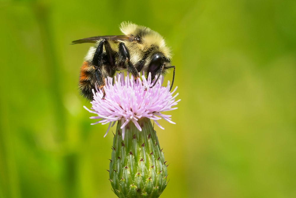 a red-belted bumblebee on a thistle flower