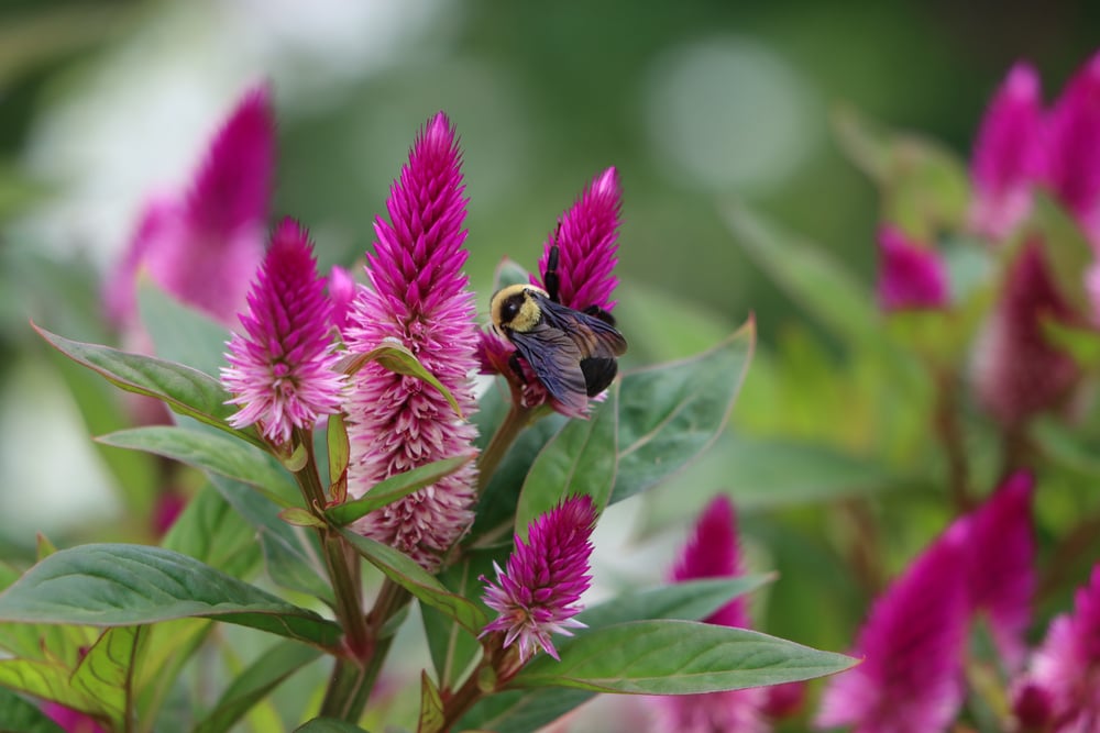 southern plains bumble bee on plumed cockscomb flowers
