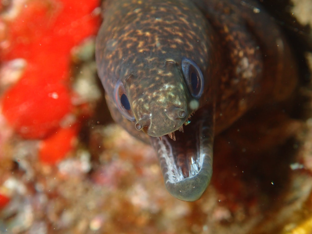 Ugly fish angrily looking at the camera