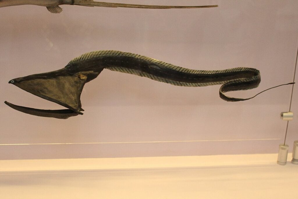 Ugly Gulper Eel (Eurypharynx pelicanoides) displayed in an aquarium