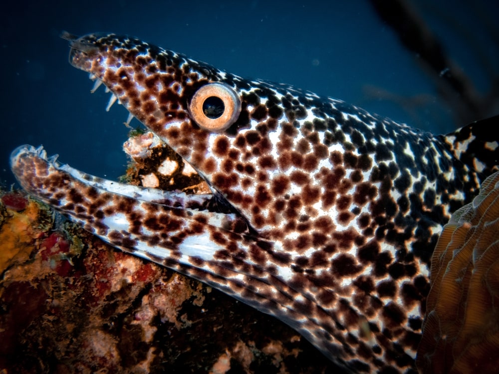 Ugly Green Moray Eel (Gymnothorax funebris) laying on dead corals