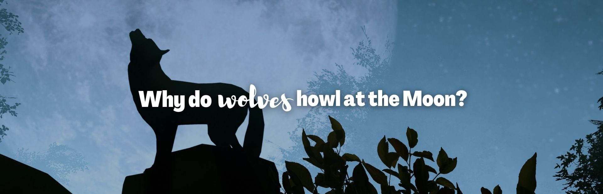 Why do wolves howl at the moon featured image