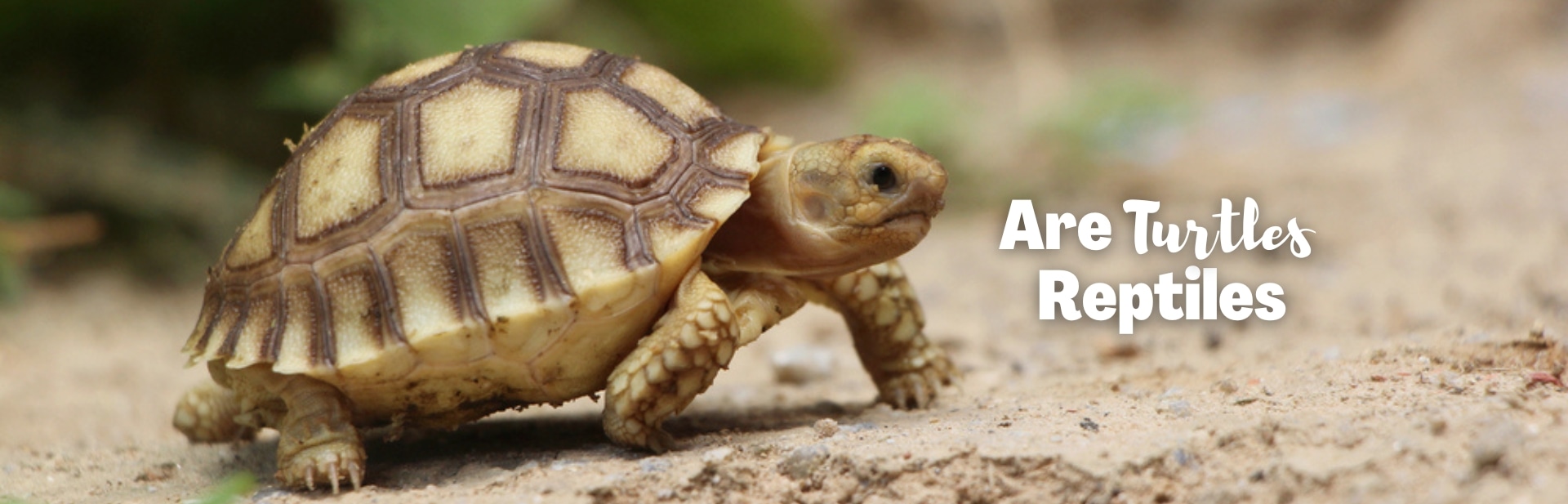 are turtles reptiles featured image