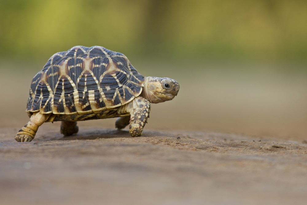 Indian Star Tortoise at Indroda Nature Park