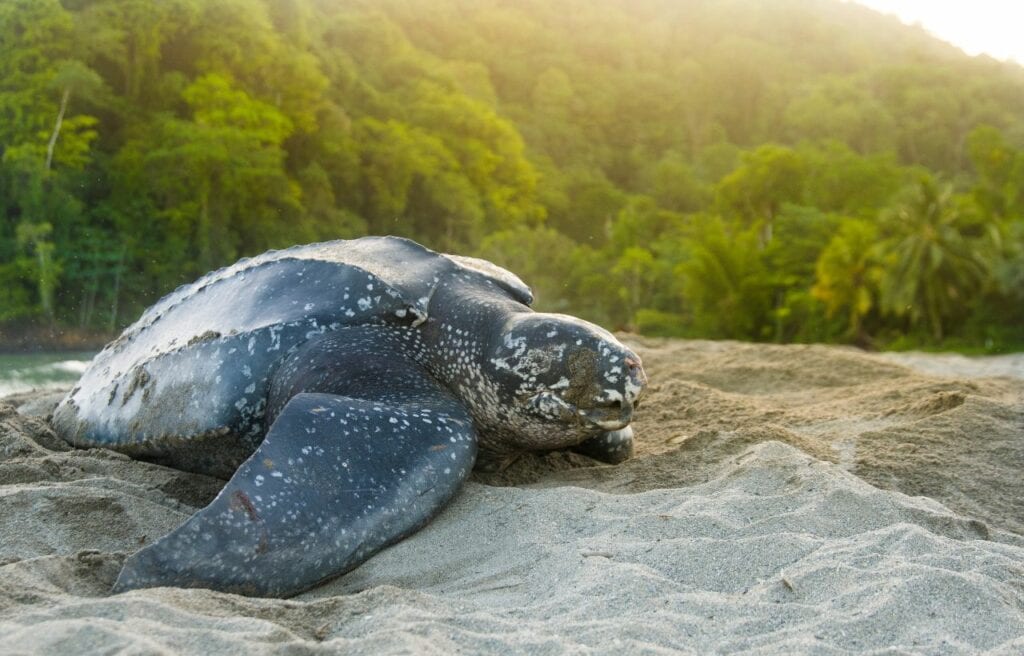 a beautiful leatherback sea turtle on the sand