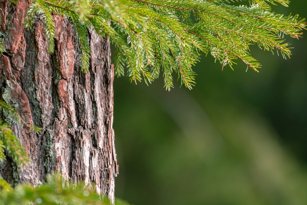 close up of pine bark and leaves