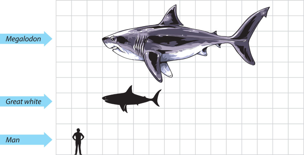 size comparison of megalodon, great white shark, and human