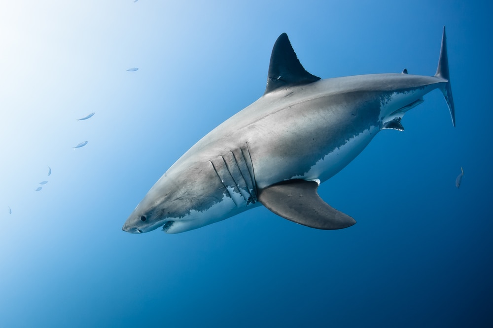great white shark in the ocean