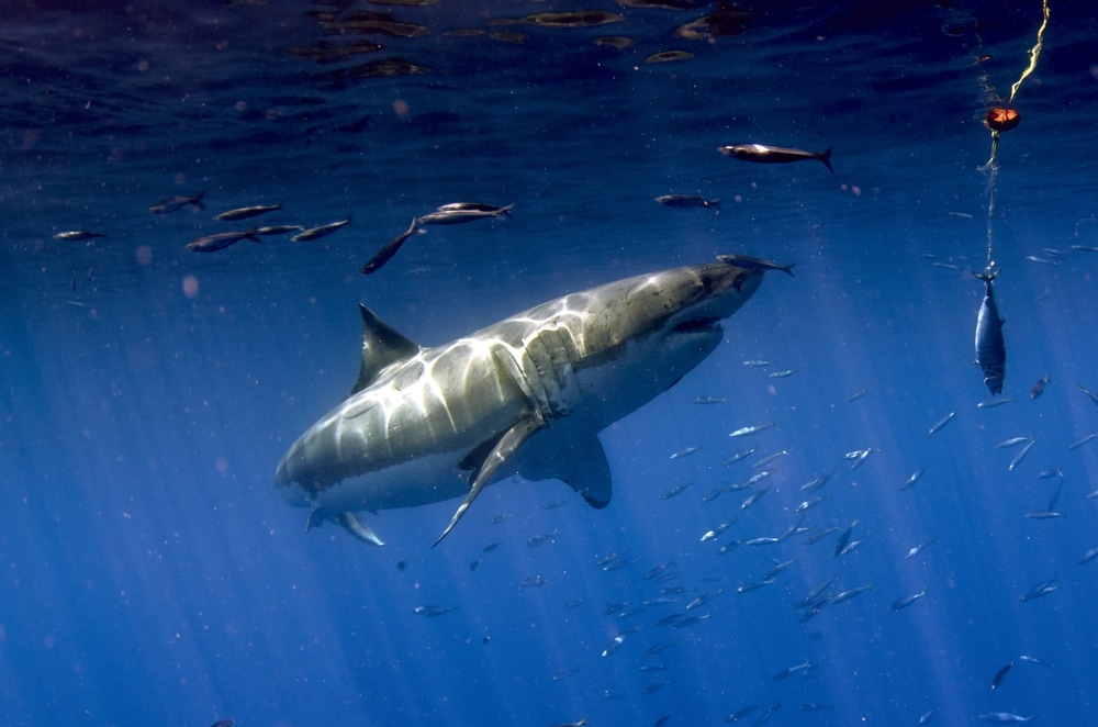 a great white shark being lured by fish bait
