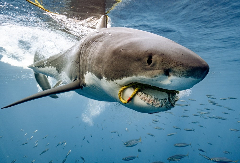 close up image of a great white shark