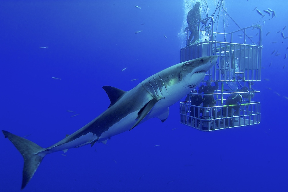 viewing of a great white shark from an underwater cage