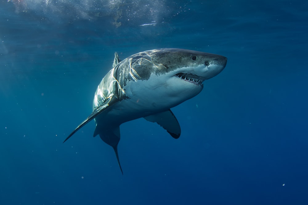 Great White Shark in Pacific ocean