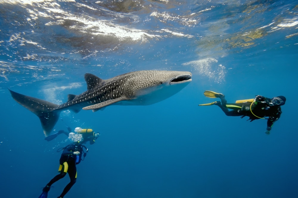 a whale shark with two scuba divers