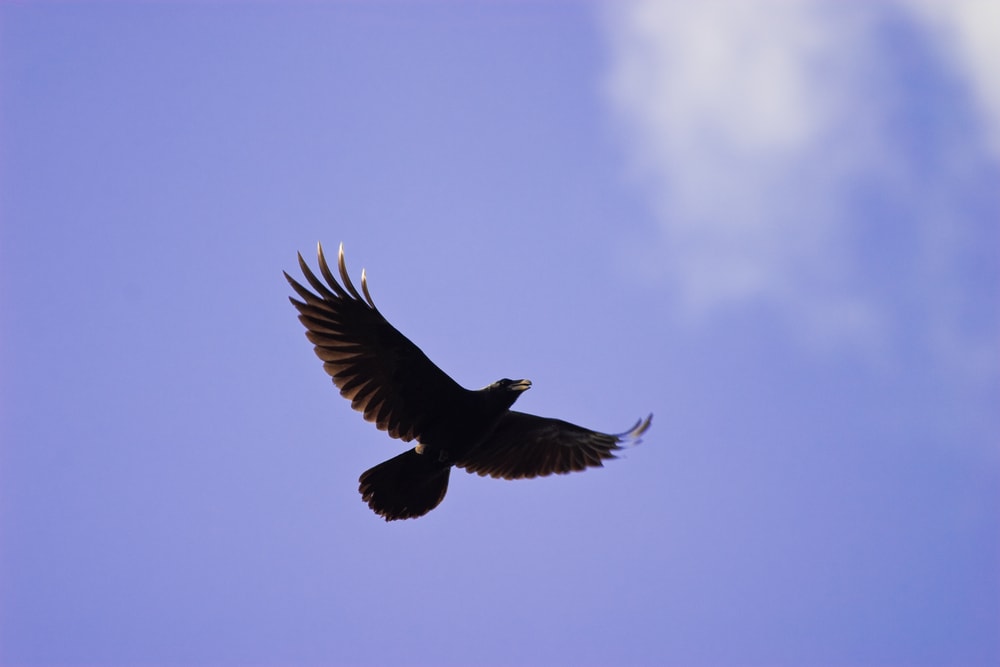 Raven flying on a violet sky